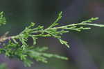 Eastern redcedar